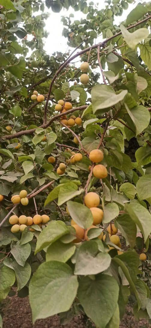 سڵاو هاوڕێیان
هەرزانترین نرخ لای هەژارانە
شوێنی نزیك
ئەم جارەیان بەیەک دۆنم باخی جوان
تاپۆی بەگزادەکانە
 لەگەڵتانداین
ڕووبەری ئەم باخە یەک دۆنمە
ئاو سەربەخۆ
کارەبا سەربەخۆ
ئەنواع داری جوان

حەدیقەی جاك
داری بەردار

کامل سیاج
__________________________
‌‌ئێوەی بەڕێزیش گەر موڵکتان هەیە دەتانەوێ بیفرۆشن یان بەکرێی بدەن 
ئەوا دەتوانن تەواوی زانیاریەکان بنێرن بۆمان
  بێ بەرامبەر بۆتانی بڵاو دەکەینەوە
- ناونیشانی تەواوی موڵکەکەت 
- چەن وێنەیەکی موڵکەکەت ئەگەرهەبو،
- 🏷نرخی موڵکەکەت
بؤزانياري ته واو 
په يوه نديبكه نه 
ژماره کانمانەوە
ــــــــــــــــــــــــ
***********
***********
***********
ــــــــــــــــــــــــــــــــــــــــــــــ
یان دەتوانن سەردانی نووسینگە بکەن
کەلار مجموعەی 500ماڵەکە نزیك مزگەوتی تەقوا
