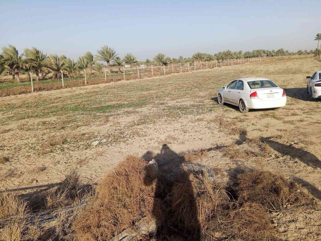 دونمين قرب مزرعة نخيل طابو زراعي سند ٢٥طابو واجهه 45 بسم شخص واحد بسعر مناسب جداً  الاستفسار على هذا رقم ***********
