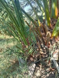 فسائل برحي درجه اولا للبيع   رقمي 07807256161