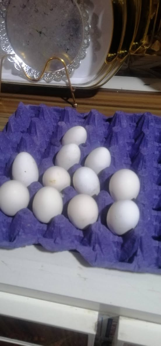 سلام عليكم يوجد لدينا البيع بيض دجاج عرب العدد طبقه ونص رايدهن انا بخدمات مكان البصره الحيانيه وسعر على الخاص هذا رقمي *********** بي وأساب
