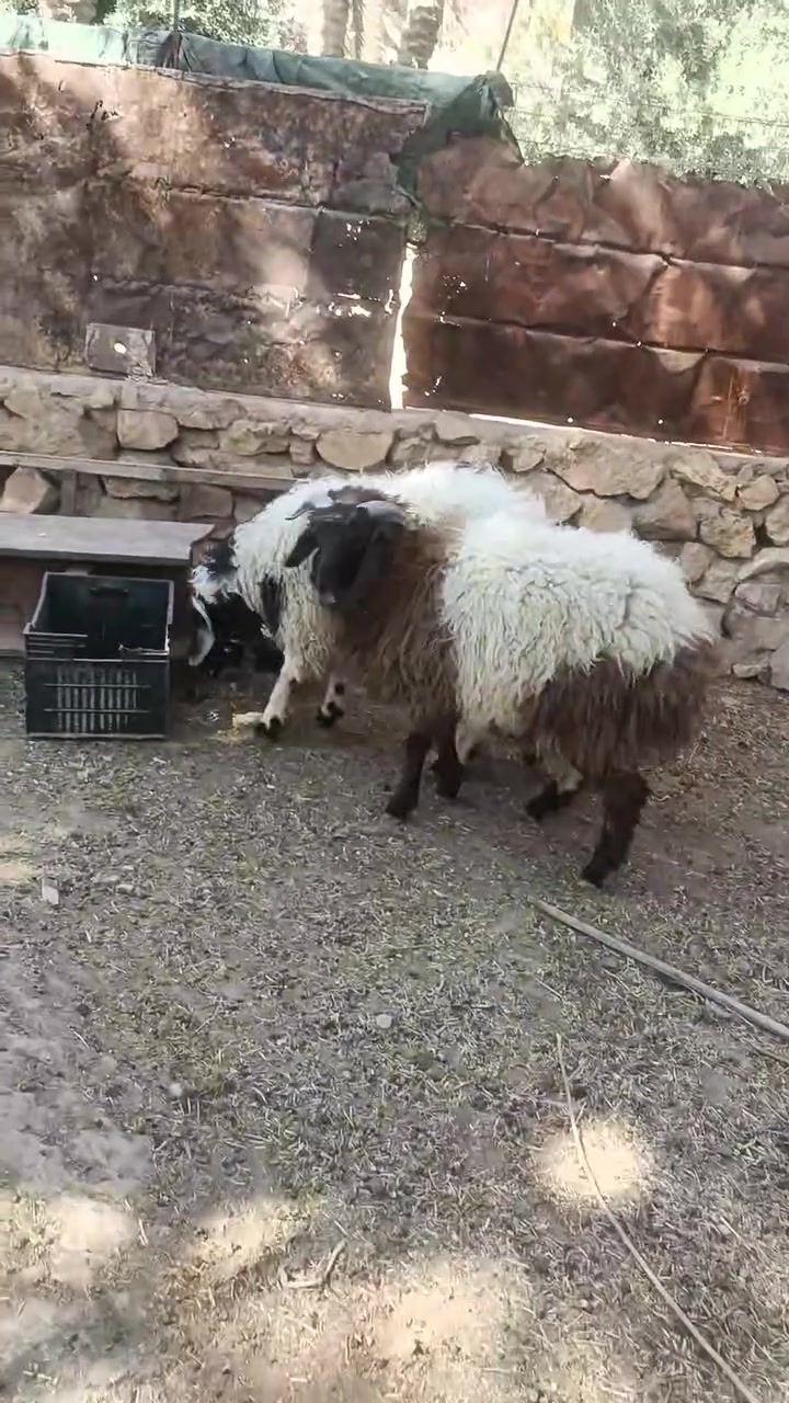 بسم الله ماشاالله اخوان زوج طليان خشنه ومفولات علئخير سعرالبيع ولنهائي 750 قفل وأعتذر عن الوعده ولدين مكاني حديثه حقلانيه للأستفسار اتصل ***********
