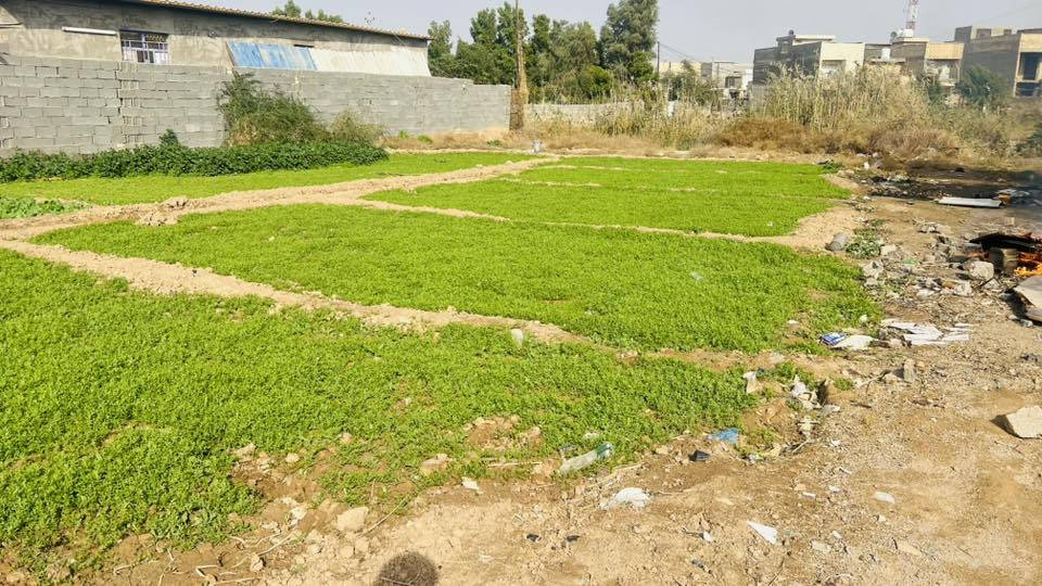 السلام عليكم دونم للبيع مكان العبيدي للاستفسار اكثر اتصل ع الرقم   ‭0773 393 2225‬ ما متواجد ع الفيس وتساب موجود .
