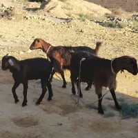 عنوز ثنين • جدي • حي البكر الشرقي