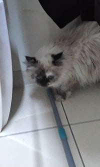 قطه • بلا صاحب • مجانا