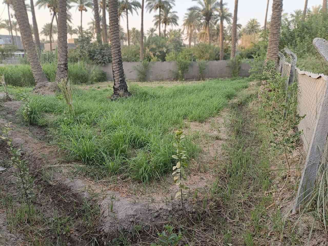 السلام عليكم ورحمة الله
قطعة للبيع طابو زراعي صرف سند 25 تحويل مباشر

المساحة 405 متر 

الخدمات كاملة أن شاء الله من ماء,كهرباء,تبليط 

العنوان: حله الشارع الرابط بين شارع 100 وبزل حجي علي تنزل على الفرعي بجهة أسواق المنكوشي مسافة 350 متر 

***********
