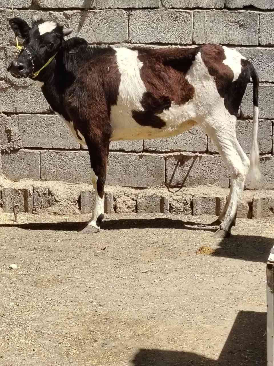 السلام عليكم
للبيع بجر جنس اصليه مالت بيت مصرفه على حولي سمنتال ١٥ يوم عمرها سنه وشهر السعر مليون و 250 وبيها مجال الاستفسار الاتصال على الرقم *********** // *********** موجود توصيل حسب الاتفاق
