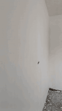 اسطة لبخ وبياض شغل درجة اولى مساطر كبان زوايا عدله موس وبياض شغل حلو ش...