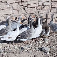 للبيع قاز عدد 15 نصحات فول صحه نشاط سمين سعر زوج 50 بي مجال فول مكان م...