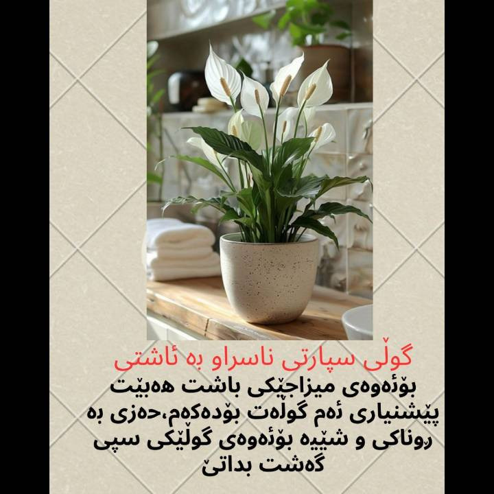 ئەم گوڵانە لەئێستادا لەئینجانەگوڵ بەردەستن...


**إذا كنت صاحب هذا الإعلان وتريد حذفه لأي سبب، رجاءا أرسل رسالة إلى الدعم الفني**