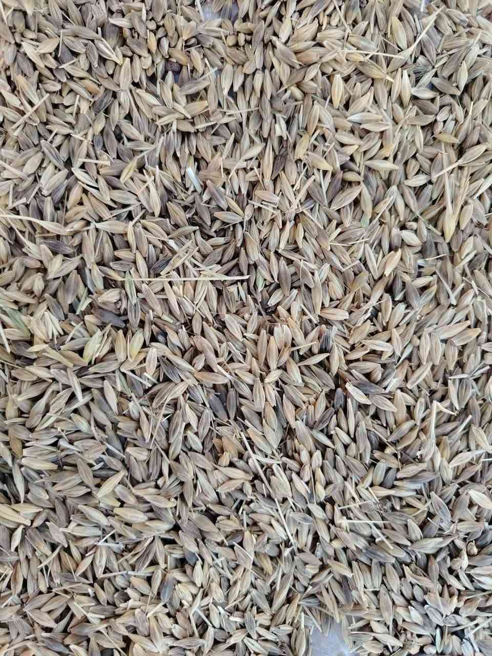 شعيراسود سعر٥٠٠ حنطه٥٠٠،، ***********،، *********** بيجي
