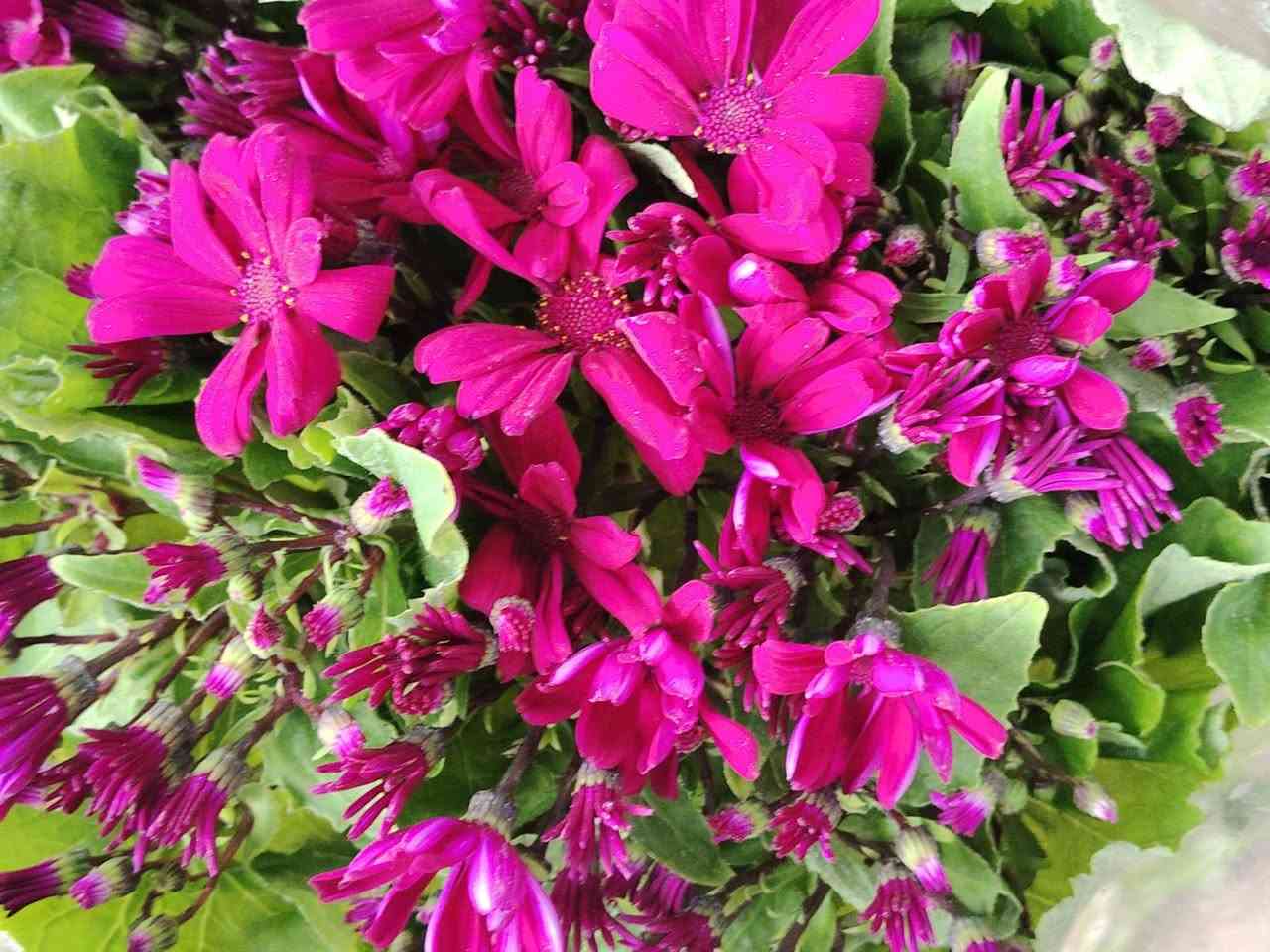 وصلتنا وجبة جديدة من انواع شتلات داخلي وخارجي عنوان شارع علوة مخضر قريب دائرة نفوس الاتصال ٧ ٠٧٧٠١٠٠٧١٧ ***********٤
