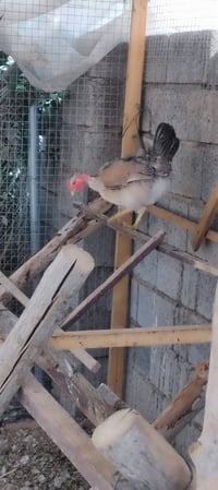 عليبيات ٥ • بياضات • جسر مهروت