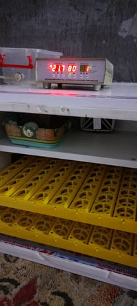 فقاسة بيض • ٢٠٠ بيضة • الناصريه الغراف