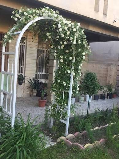 نسرين متسلق 🌿🔥
نبات دائم الخضرة، من اجمل المتسلقات  😍
مقاوم قوي للحرارة ويتحمل أجواء العراق بكل قوة 💪
عمر النبات أكثر من سنة (خشن وجاهز للنمو السريع)
وألوانه مفاجأة حلوة تنتظرك(تغير معروفه)@🌸
متوفر بسندانه كبيرة وسعر خرافي:
💰 8000 دينار فقط
🔥 عرض خاص: كل 2 بـ 15,000 دينار فقط
📍 العنوان: كوت الفلاحية قرب جسر الأنوار، مجاور إسالة ماء الفلاحية
🚚 يوجد توصيل داخل الكوت فقط
📞 للاستفسار والطلب: ***********
