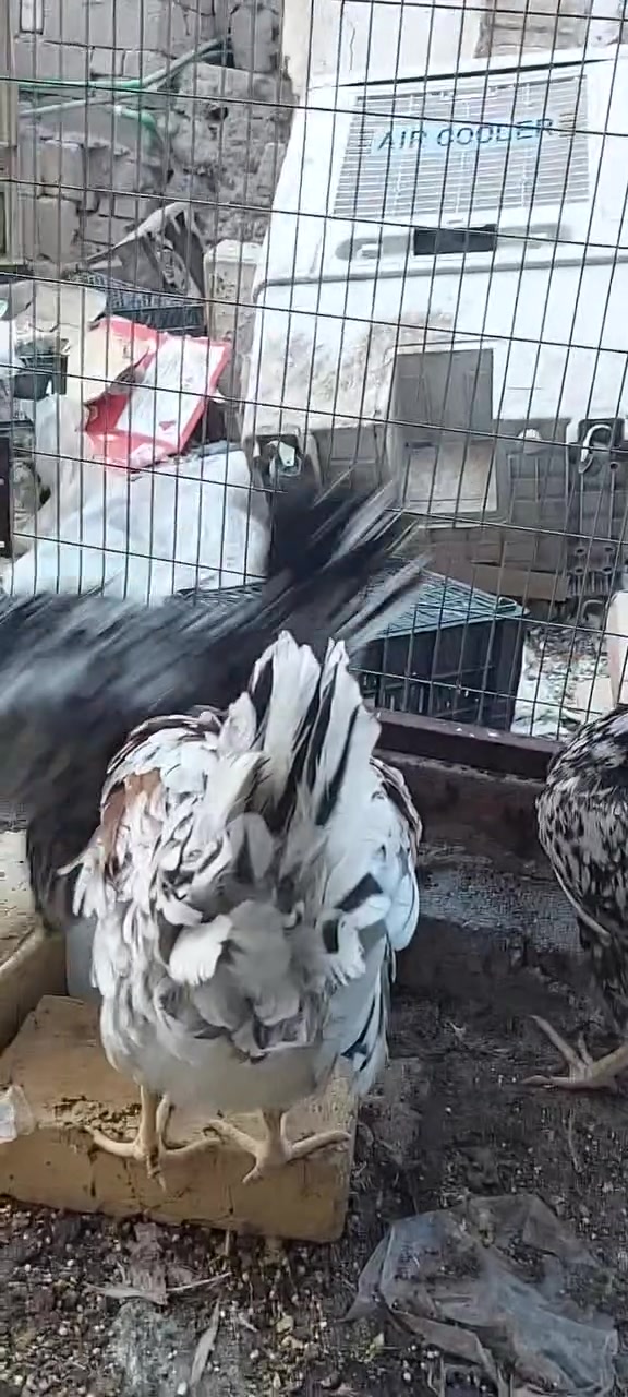 اقرا المنشور يلا تراسل 
متاح ٥ دجاجات مال بيت 
بيهن بورسلان و ورد الباكله 
ابيع شلع التك ب٢٠ قفل قفل قفل
مكاني القرنة الشرش 
شراي اتصل
***********
