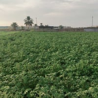 اليوسفية البوعامر • ٢ دونم • طابو زراعي