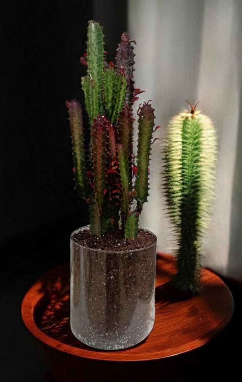 🌵 لمسة طبيعية أنيقة لمنزلك
نبات مميز يضيف جمال وهدوء لأي زاوية في البيت أو المكتب ✨
سندان زجاجي بتنسيق أنيق مع نبات طبيعي سهل العناية.
🌿 مناسب للديكور المنزلي والمكاتب
🚚 يتوفر توصيل داخل مدينة الموصل
للطلب أو الاستفسار راسلنا على الصفحة
أو واتساب: ***********
