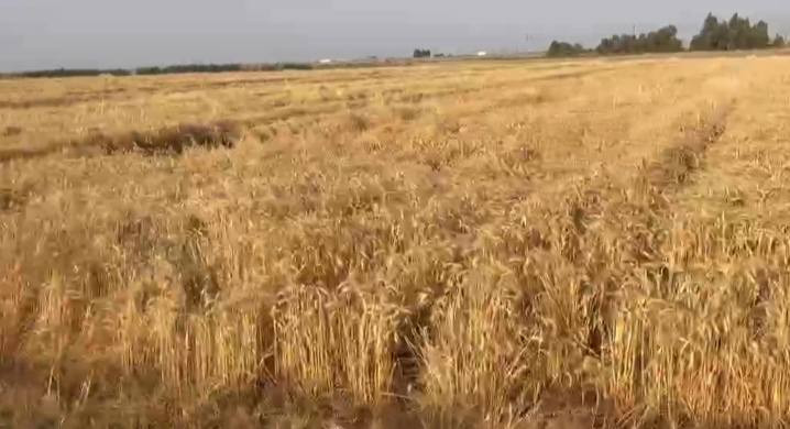 السلام عليكم ارض زراعيه مساحه ٢٠ دونم طابو سند ٢٥ تربه جيده جدا كهرباء وتبليط تبعد الارض ٥٠ متر وعن دجله اقل من كيلو نهر سقي خاص ١٠ دوانم منها بستان زراعه جديد مع حمضيات و١٠ دوانم مزروعه حنطه وجه الارض ١٠٥ متر تبعد عن مركز المدينه ٥ دقايق المكان الصويره طريق كصيبه سعر الدونم ١٨ مليون وبيها مجال *********** تباع حسب الطلب
