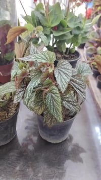 يا الله اللهم صلّ على محمد وآل محمد 🌺 متوفر نبات اجنحة الملائكه  ماشاء...