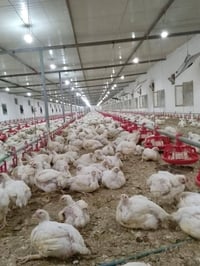 بغداد المدائن • ١٠٠ دونم • مزرعة دواجن ٤٥٠٠٠٠