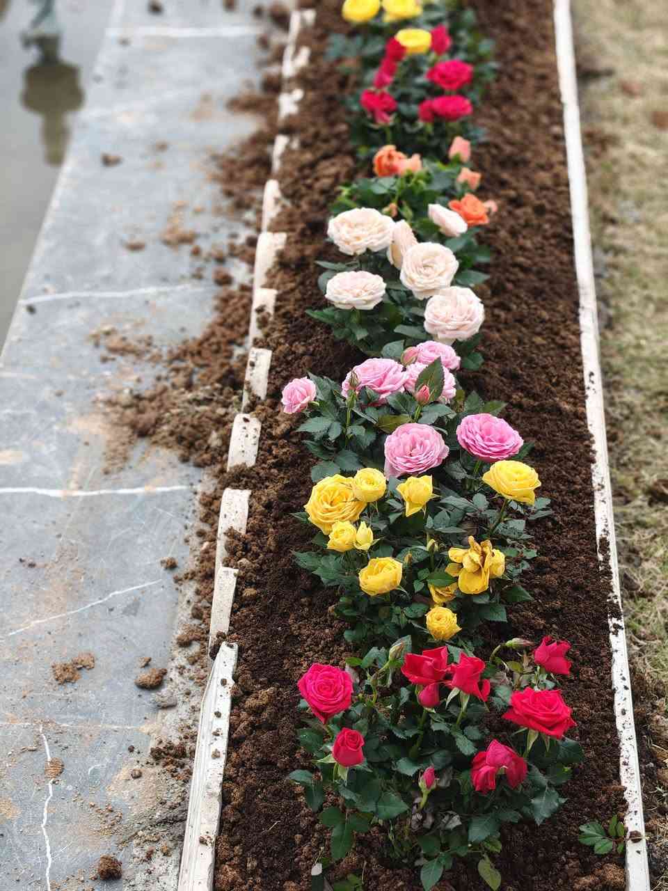 تنضيف وقص حديقه وتنضيف نخيل الي يحب يتصل ع هذا رقم.وتساب ***********
