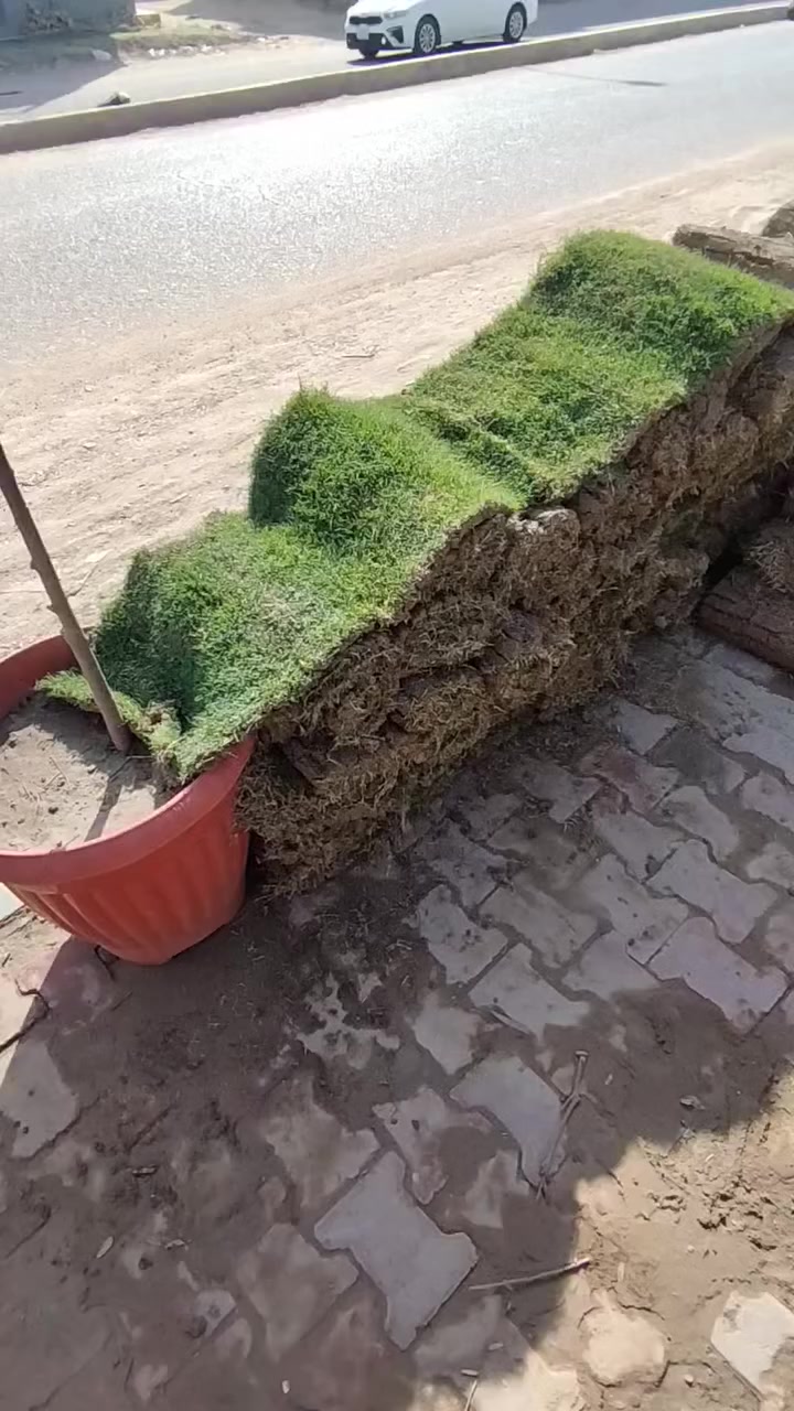 متوفر لدينا قبل هندي درجة اولى 
للحجز والاستفسار مراسلة الصفحة 
مستعدون لعمل وتجهيز الحدائق المنزلية
العنوان كورنيش الديوانية مقابل هايبر توفير


**إذا كنت صاحب هذا الإعلان وتريد حذفه لأي سبب، رجاءا أرسل رسالة إلى الدعم الفني**