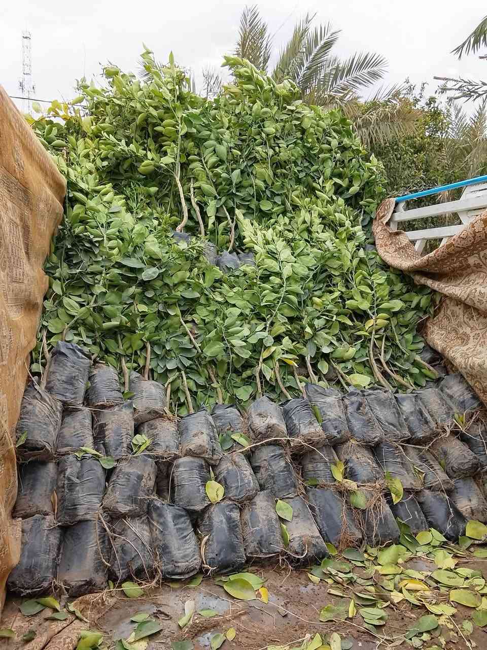 السلام عليكم يتوفر وجبه جديدة من الحمضيات كمية خير من الله برتقال ليمون رارنج لالنگي انگدنيا قلنطوز يوريگا عنب حلواني زيتون اسعار مناسبه مكان المشتل تكريت عوينات ***********
