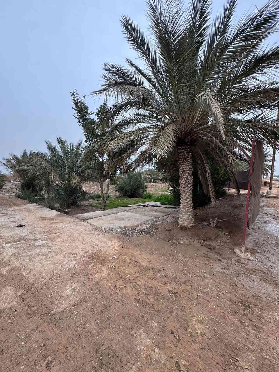 السلام عليكم ورحمة الله
للبيع
٥ دوانم  الواجه ١٠٠ متر
وبيه ٤ ابيوت سكنيه  معا ١٠٠ نخله نص النخل مثمر 
ماء، محوله كامله فقط مخصوص اله
السعر الكلي ١٤٠ 
العنوان كوت حي الحكيم قرب سيطرة كوت عماره
للأستفسار
***********
***********
