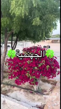 تقزيم الجهنمي
