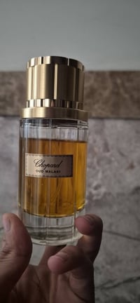 عود ملكي • تشوبارد • ٢٠١٩