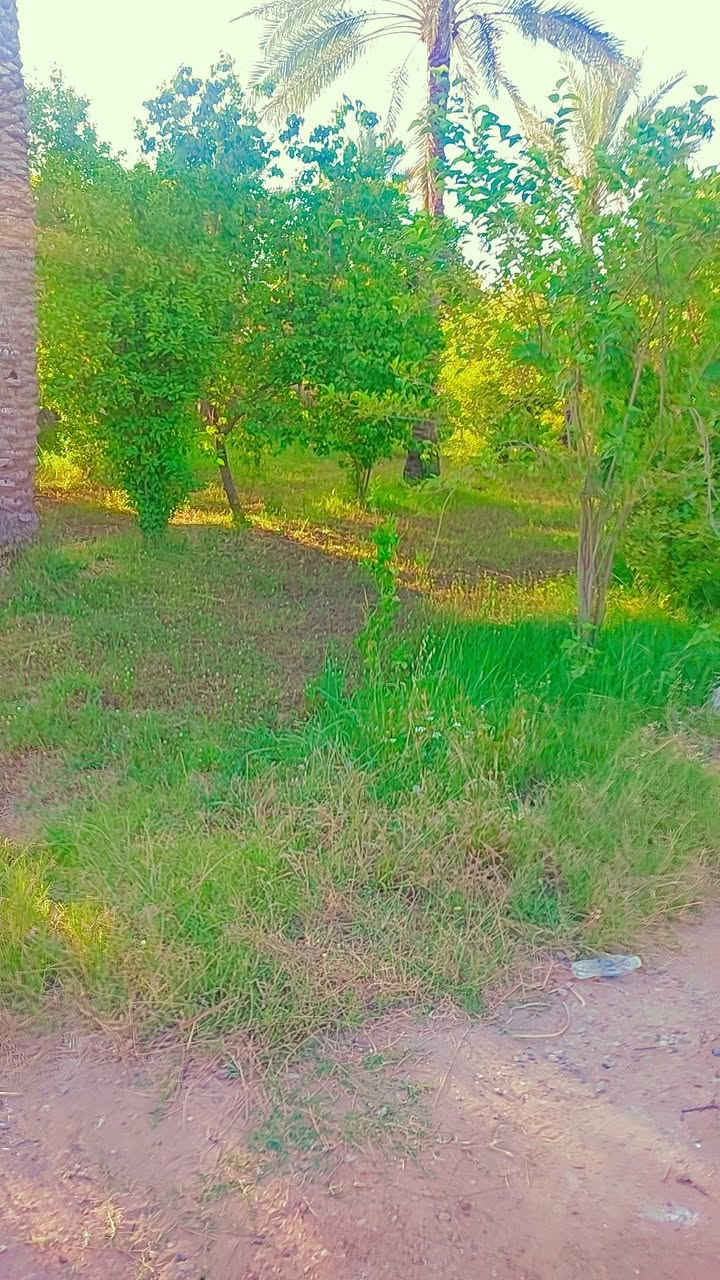 السلام عليكم  دونم للبيع بالراشدية جميع خدمات متوفره  وجه دونم ٤٠  × ٦٠  دونم  يحتوي على دار استراحة  يصلح سكن أو  شاليه  للايجار  
مكان  دونم  الراشدية  محايد  بين منطقة  المراسمه  ومنطقة  سوامره 
سند دونم  ٢٥  تحميل  على  طابو الحسينية  
سعر خاص   راح اترك رقمي اتصل بي واتساب  اخوكم دكتور احمد الحياني 
***********
