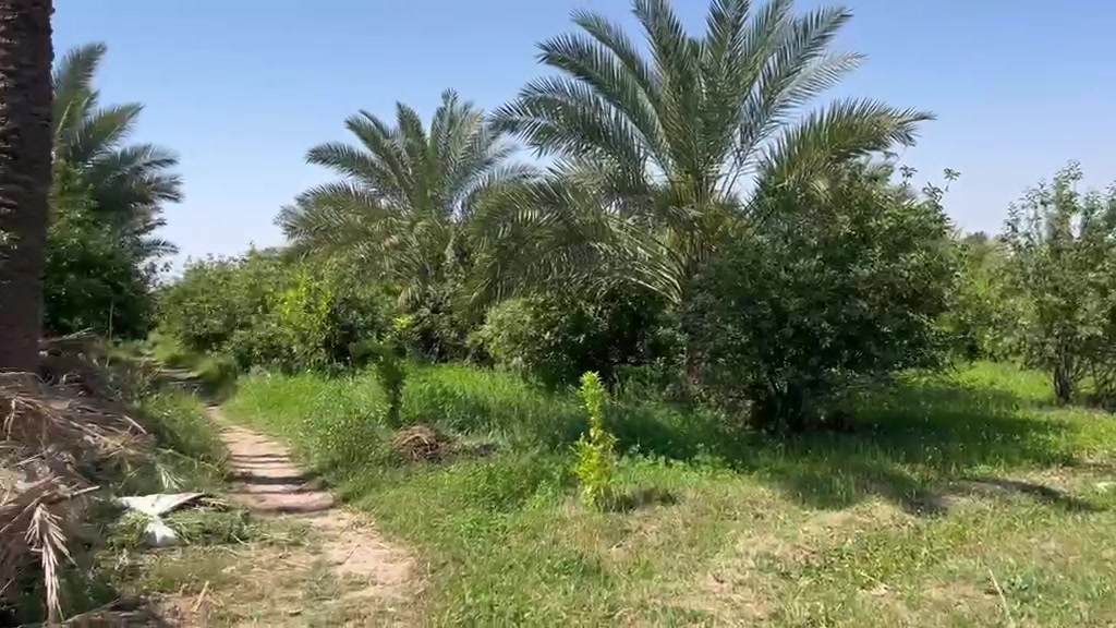 ⚪🔴 اعلان رقم 35 🔴⚪ 

#ارض استثمارية مميزة 

#بستان مثمر ببرينج درجة أولى
#المساحة 18 دونم 
#واجهة من 160-180 متر ع الشط 
وكذالك ع الشارع التجاري الرابط #عزيزية #زبيدية وراجع #صويرة #بغداد نفس الواجهة160-180
#يحدها تبليط من 3 جهات 
#تحتوي على انواع جيدة و متنوعة من النخيل 
و #تحتوي على دار مساحة 150  متر 
 
#جنس الأرض #طابو_زراعي #سند_25 حق التصرف مناصفة 
#الأرض مسيجة بالكامل 

#فرصة استثمارية مناسبة جداً بسعر بيت مساحته 150 متر بغداد

#السعر 50 مليون للدونم و قابل للتفاوض
#العنوان #واسط_العزيزية منطقة برينج 
 للاستفسار اكثر مراسلة الصفحة الرائد للاستثمار العقاري  
او الاتصال على الارقام 

*********** مؤمل احسان  
*********** احـمـد العباسي واتساب فقط 
 متابعة للبيج وعمل لايك للاطلاع ع افضل وانسب العروض المناسبة لكم دائماً 
 
 "الرائد ثقتكم الدائمة واستثماركم الناجح "
