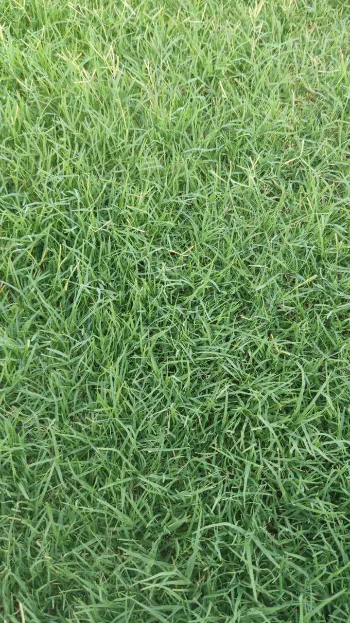 📢 موسم جديد وجودة أعلى بأسعار منافسة
💚 متوفر جميع انواع الثيل الطبيعي
✅ الثيل الامريكي جودة عالية وعمر طويل
✅ الثيل الهندي لون زاهي وتحمل قوي
✅ الثيل الايطالي مظهر انيق وجذاب
✅ الثيل الفرنسي فخامة ولمسة مميزة
🚛 توصيل لباب البيت
🔹 فريق مختص يصل اليك اينما كنت
🔹 تجهيز حدائق ملاعب متنزهات ومشاتل
🔹 توصيل سريع لجميع المحافظات
📌 اسعار تنافسية حسب النوع
📞 للحجز والاستفسار تواصل معنا ```

***********
***********
