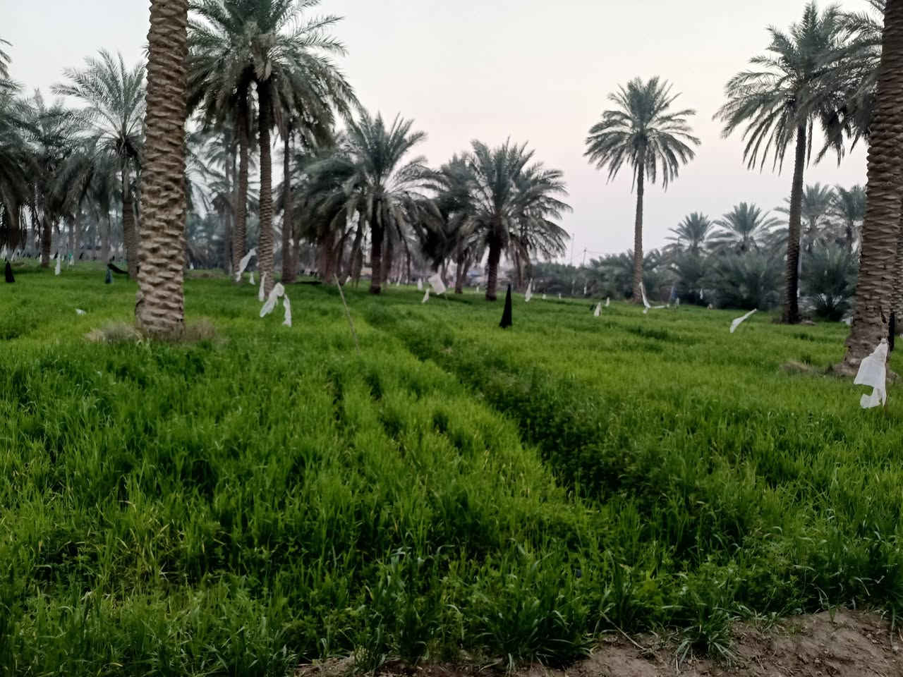 السلام عليكم ارض طابو صرف بستان للبيع منها 250متر. توجد كافه الخدمات موقع الارض قريبه ع شط الهاشميه طريق علي قماره  امام الارض  للاتصال 

***********
