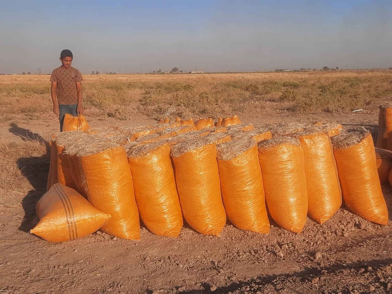 السلام عليكم يوجد تبن للبيع درجة اولى نضيف تبنه ناعمه مال السنة توصيل موجود كل  المحافظات سعر بل مكان زوج 2500
***********
***********
السلام عليكم يوجد تبن للبيع درجة اولى نضيف تبنه ناعمه مال السنة توصيل موجود كل  المحافظات سعر بل مكان زوج 2500
