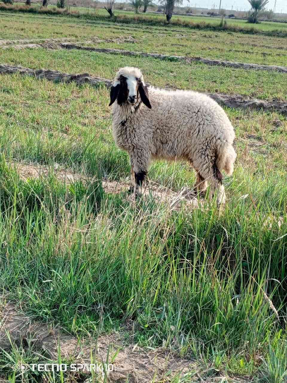 السلام عليكم اخوان متاح فطيمه عوسيه درجة اولى سمينه قافله الي يردهة يعلق او يتصل ***********
