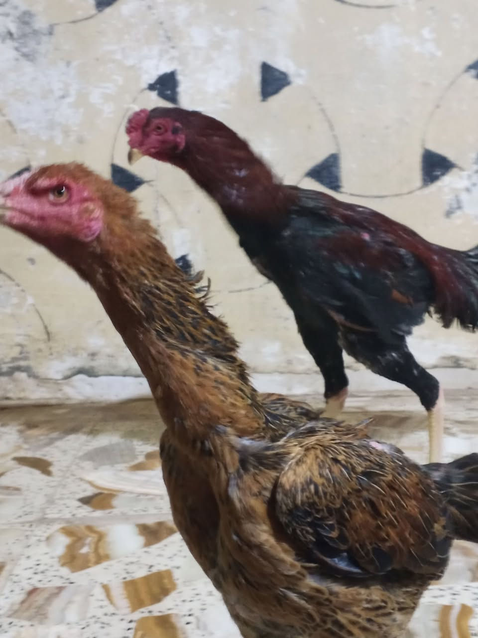 سلام عليكم متاح ديج هراتي ودجاجه هراتيه عمر الديج 10 بغداد نهروان *********** السعر 75
