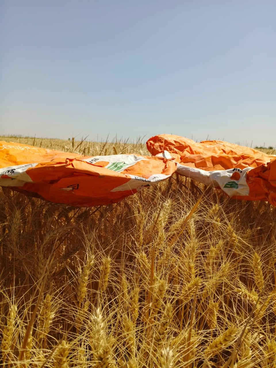 حنطة باجران من شركة kws الألمانية  بنت المغلف نقاوة 100٪ حنطة ممتازة جداً بأشراف المهندس ابراهيم حسن الياسين والحقل موضح اامامك عزيزي الفلاح السعر 900
#للبيع
حنطة صنف  باجران من شركة kws الألمانية  بنت المغلف نقاوة 100٪ حنطة ممتازة جداً بأشراف المهندس ابراهيم حسن الياسين والحقل موضح اامامك عزيزي الفلاح السعر 900
حصاد اليوم تاريخ الزراعه 11/18 انتاج خير من الله انصح الفلاح الاتجاه صوب صنف الباجران غلة قليلة انتاج وفير
رجاءً (قل خيراً او اصمت)
للأستفسار الاتصال بالرقم
***********
او***********
