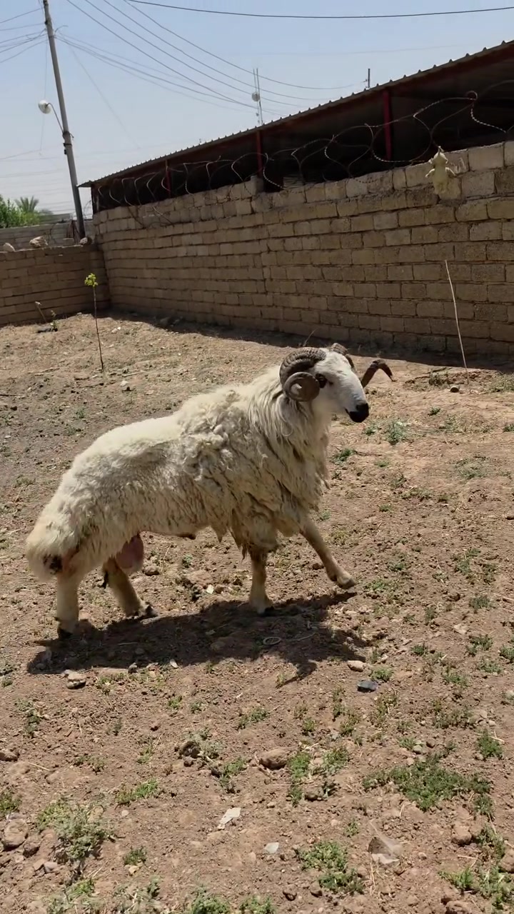 متاح فحل ابكم للبيع موصل الجانب الايمن 
*********** \\  ***********
