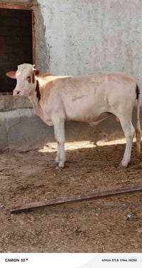 عجل • مستعجل • ميسان العمارة