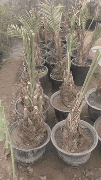 نخل  درجه أولى   ضمان  بيهم
برحي  200 سعر  

مجهول 250 سعر

رقم تلفون بي وتساب انتصال  

***********
