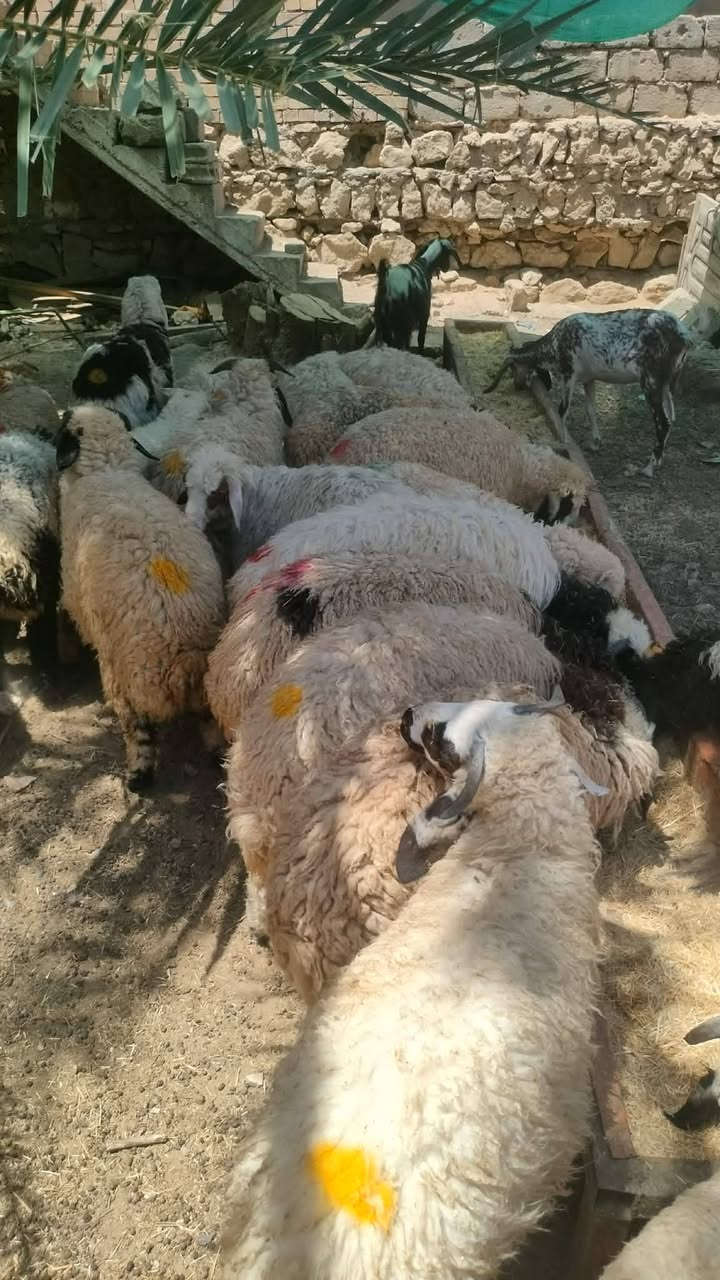 خرفان  درجه اوله مال مجنوي  حلوات مكفولات عله كل عيب شرط النصاحه   بيها فطايم ٨ العدد الكلي ٢٥  مكاني بيجي حي العصري الاتصال ع رقم ***********
***********
خرفان  درجه اوله مال مجنوي  حلوات مكفولات عله كل عيب شرط النصاحه   بيها فطايم ٨ العدد الكلي ٢٥  مكاني بيجي حي العصري الاتصال ع رقم ***********
