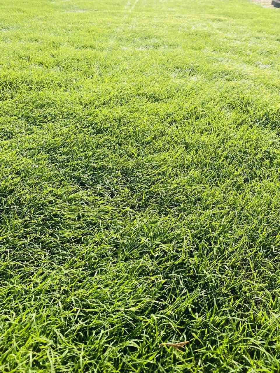 🌱✨ تخفيضات لفترة محدودة ✨🌱

وفرنا لكم ثيل طبيعي (هندي – إيطالي – فرنسي) بجودة عالية وسعر تنافسي، إنتاج خاص من مزارعنا ✅

📌 المميزات:

نوعية ممتازة ومثالية

مناسب للمنازل، الحدائق، الملاعب، الدوائر، وتجهيز المشاتل

أسعار مميزة وتختلف حسب الكميات الكبيرة

خدمة توصيل لجميع محافظات العراق

🚚 التوصيل مجاني

📞 للطلب والاستفسار:
*********** 
***********
