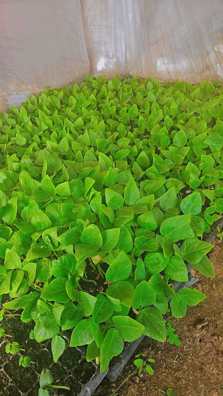 فلين لوبيا للبيع***********
