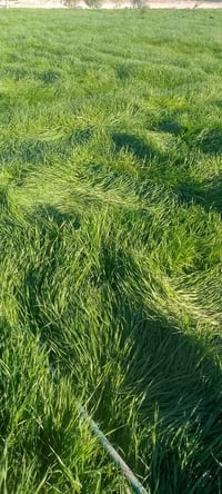 حشيش شعير • علف