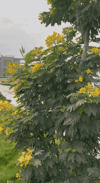 مجمع لؤلؤة كربلاء • ٢٠٠م • ٣ غرف