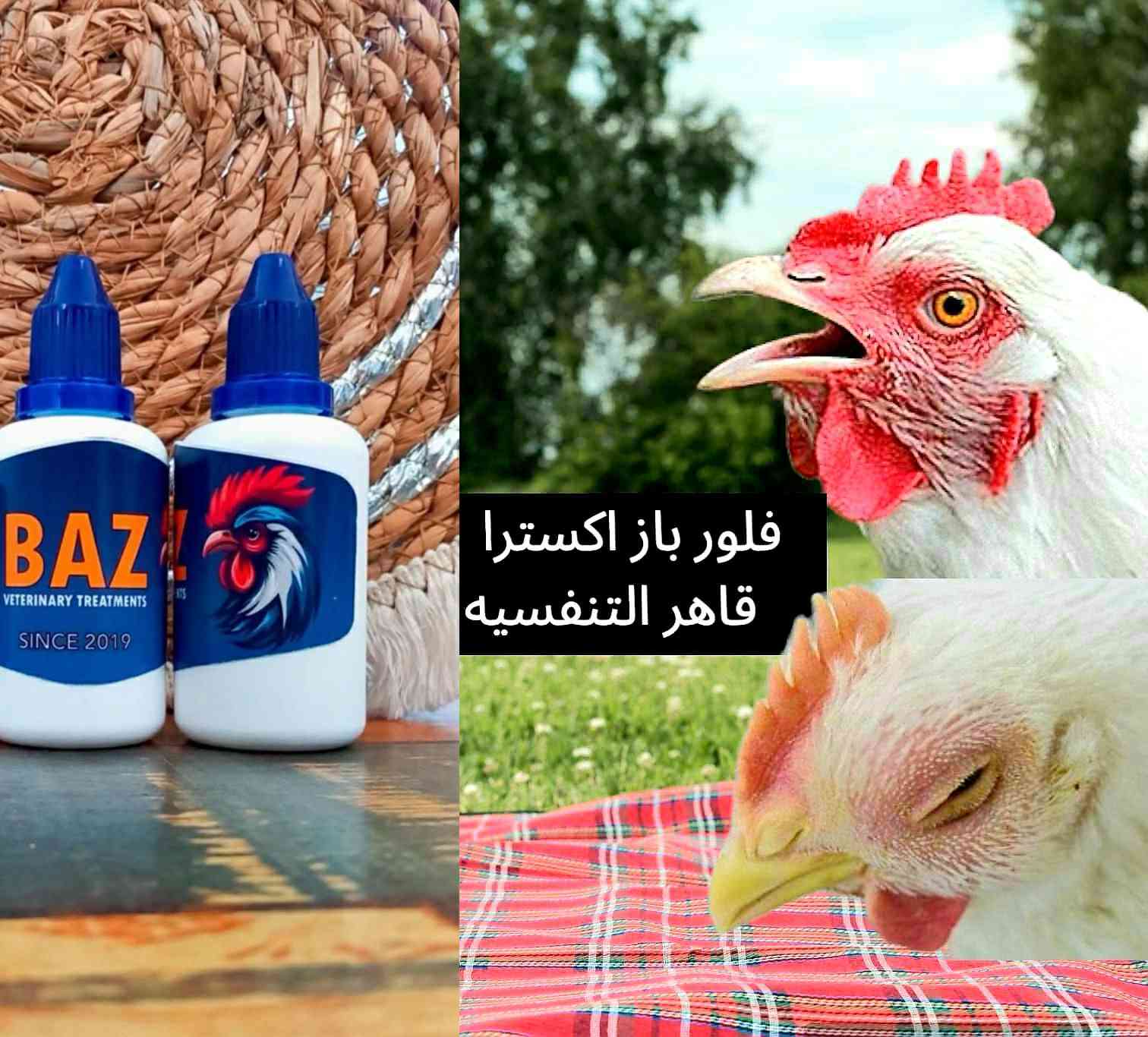 السلام عليكم ورحمه الله وبركاته اعزائي المتابعين 🌷
نشرحلكم اليوم عن علاج فلور باز قاهر التنفسيه.
فلور باز  من المضادات الحيوية ذات التأثير الواسع الطيف و بالتالي يستخدم لعلاج الحالات التالية:
⭐ الاصابة بالتهابات الجهاز الهضمي و الجهاز التنفسي.
⭐ مرض الرشح المزمن (CRD).
⭐ التهابات الامعاء المختلفة.
⭐ الاسهالات الجرثومية.
⭐ حالات التهاب كيس المح.
⭐ التهاب السرة.
⭐ التهابات البريتون.
⭐ التهاب الامعاء النخري . 
⭐ التهابات الجيوب.
⭐ التهابات الرئة و الممرات التنفسية . 
⭐ يعالج مرض المايكوبلازما اتتفاخ العيون ودموع العين . 
🛡️ طريقه الاستخدام 🐔
في بدايه الامر يعزل الطائر بعيدا عن التيارات الهوائيه والرطوبه واعطاء فيتامين سي مع براسيتول بالماء ١ غم بلتر من الماء والقيام بتغييره يوميا . وعند امتناع المصاب عن الاكل يجب وضع الاكل بالفم بكميات صغيره تدريجيا . 
الكتاكيت قطره بالفم كل 12 ساعه 
 في حال ورم او دموع العين يعطى قطره بالفم وقطره في كل عين كل 12 ساعه 
------------------------------------------
الفروج ٣ قطرات بالفم كل 12 ساعه 
في حال ورم او دموع العين يعطى 3 قطرات بالفم وقطره في كل عين كل 12 ساعه .
------------------------------------------
الامهات ٥ قطرات بالفم كل 12 ساعه 
في حال ورم او دموع العين يعطى 5 قطرات بالفم وقطرة في كل عين كل 12 ساعه 
------------------------------------------
مده الكورس 5 ايام
تنشيف العين في حاله الدموع قبل استخدام العلاج 
يعالج الحاله في بدايتها 
طريقه الحفظ في مكان بارد درجه ٢٥ مئويه .
يوزع على شكل قطارات ٥٠ مل 
المكان🌍 #الرميثه رقم📞 ***********
