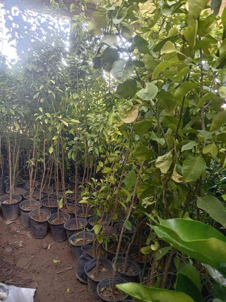 اللهم صلى على محمد وال محمد 
مشتل الجمعيه 💯 
مجموعه جديده من النباتات النفضيه والحمضيات 
الدجيل الجمعيه خلف الدفاع المدني 💯 
للاستفسار والحجز مازنجر واتساب ***********
تين اسود 2000،💯
كوجه كربلائيه 3000💯
مشمش احمدي 3000💯
تفاح ابراهيمي 2000💯
 تفاح كاغدي 2000💯
 تفاح كوفي 2000💯
تكي كندي 3000💯
رمان سليمي 1500💯
برتقال سندان خشن 7000💯
برتقال كيس خشن 4000💯
برتقال كيس 3000💯
رارنج خشن ارتفاع 2متر 4000💯
كميات مفتوحه لسنا الوحيدون 💯
 لكننا الافضل 💯💯💯💯💯
