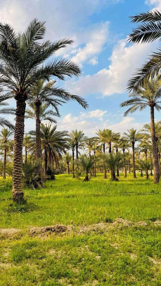 السلام عليكم بستان اللبيع المساحة دونم وربع سند 25 تحويل بأسم المشتري ماء سقي وماء اسأله وكهرباء المكان بغداد السياحي على السدة التبليط تبعد عن الشارع العام 300 متر  الاستفسار على الرقم ***********
