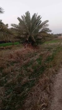 النجف • أبو صخير • قرب اولاد الرضا